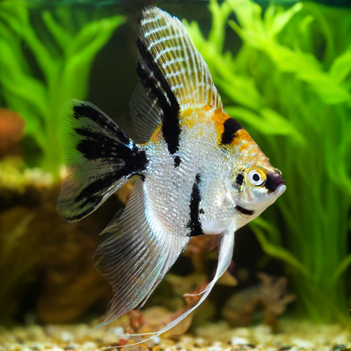 Angel Fish