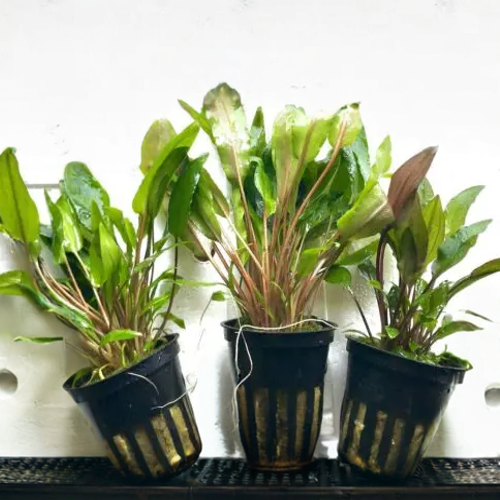 Cryptocoryne