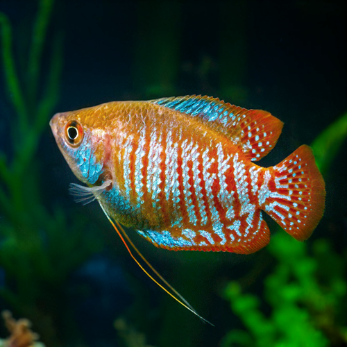 Dwarf Gourami