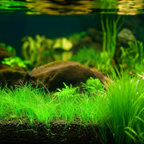 Dwarf Hairgrass