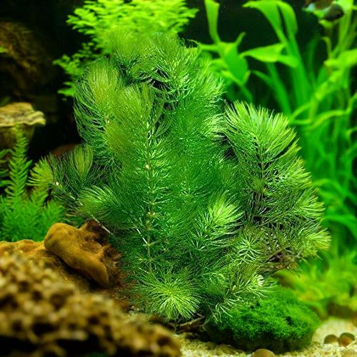 Hornwort