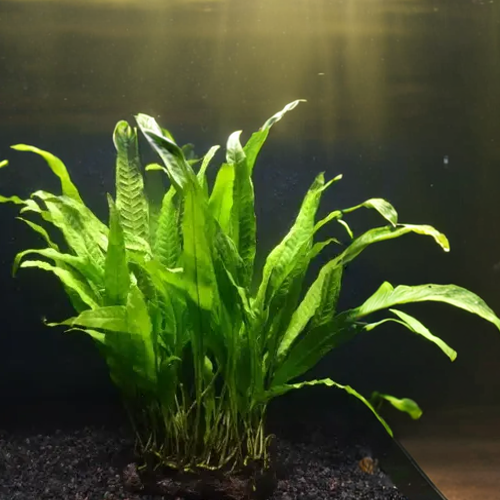 Java Fern