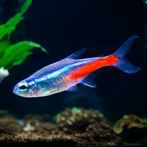 Neon Tetra