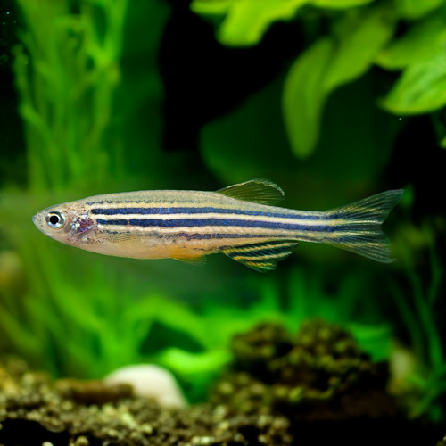 zebra danio fish