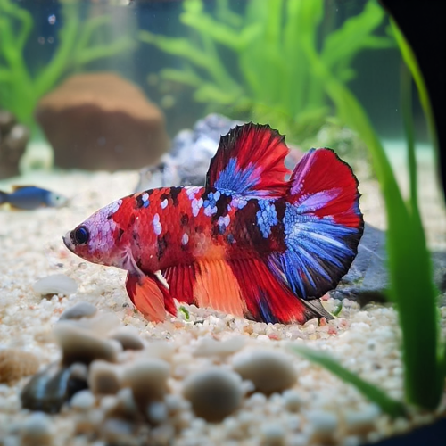 betta tank