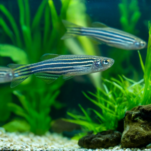 zebra danios caresshet